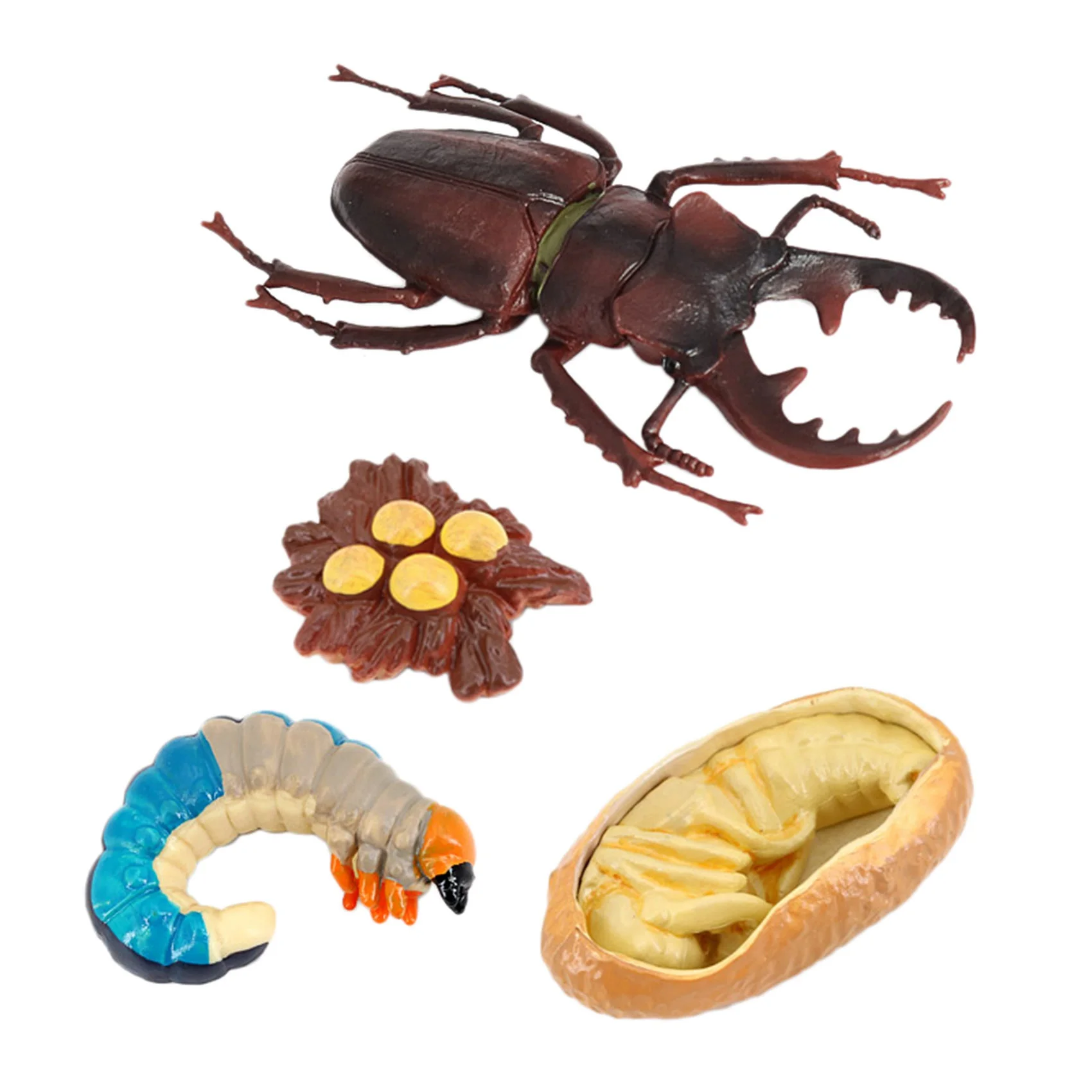 Stag Beetle Animal Life Cycle,Animals Growth Cycle Life Cycle Model,Insect Growth Cycle Model Educational Kids Toys G