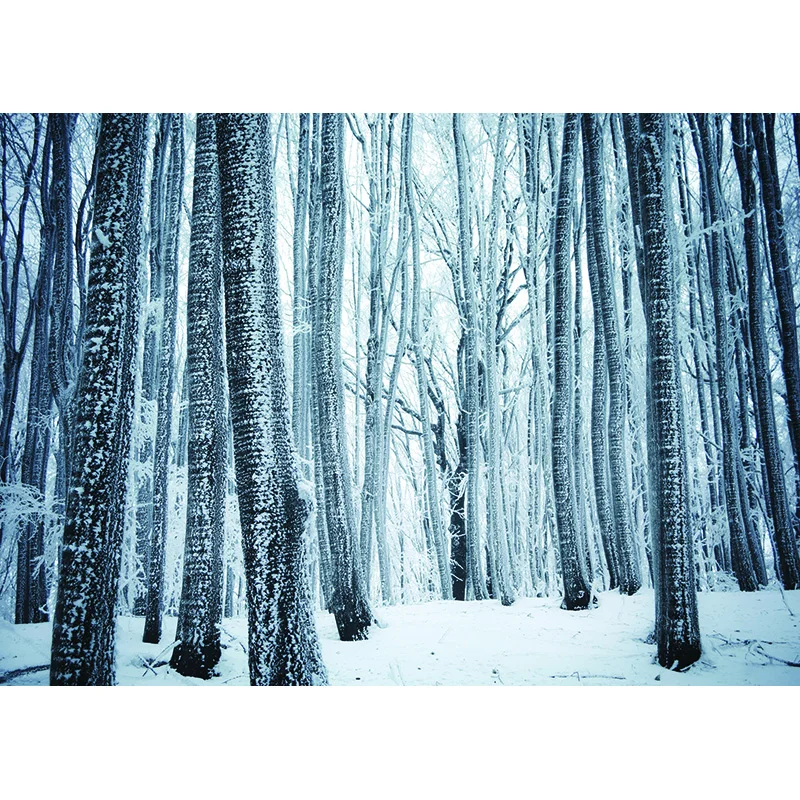 자연 경관 사진 배경 숲 강 풍경 TravelPhoto 배경 스튜디오 소품 21921 CXSC -12