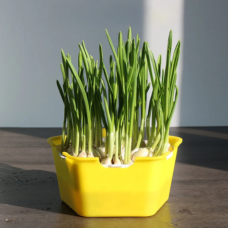 

Planting Basin, Pentagonal Seedling Tray Sprouted Vegetable Planting Tray Paper Based Hydroponic Tray with Cover