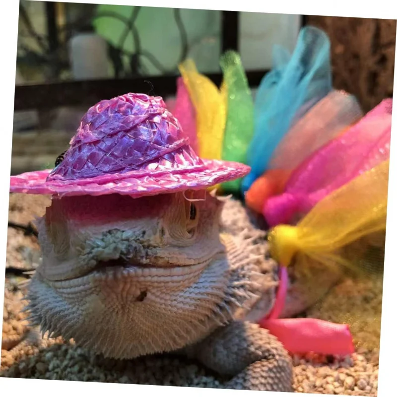 

Chameleon lizard rabbit guinea pig Totoro hedgehog hat dress Christmas funny transformation outfit pet props