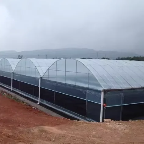 

Customized greenhouseHot Selling Cheap Energy-Efficient Multi Span Film Greenhouse Agricultural Greenhouse with Optimized Ventil