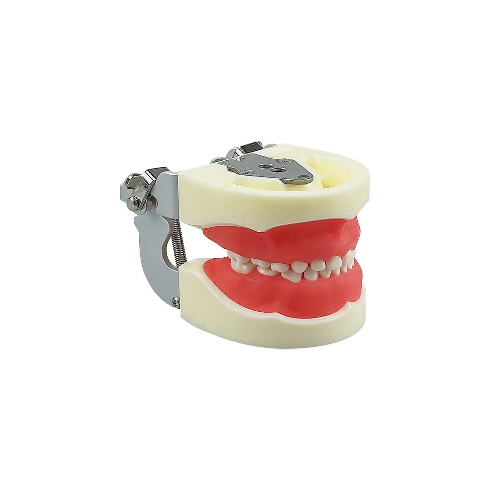 Kids Dental Model Teeth Gums Jaw Model With Removable Tooth   Child Typodont Teeth Model For Dental Technician Practice Training