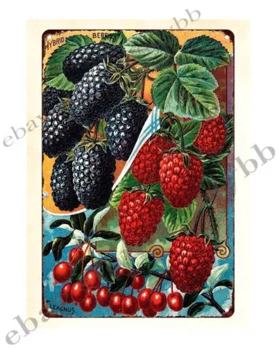 1pcs shop wall decor 1898 John Lewis Childs Hybrid Berries Elagnus metal tin sign