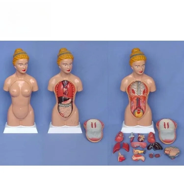 

Серия SY-N002 Модели багажника с высоким торсом Цена