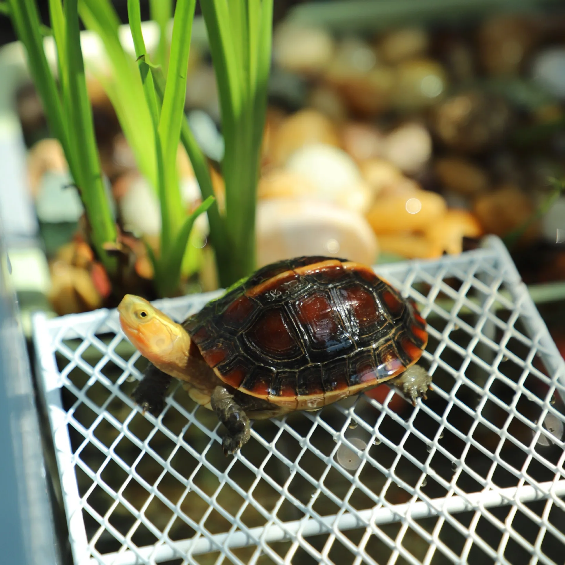 

Metal Perch Stand for Chicken Turtle Basking Platform Suitable for Quail Parakeet Stands Hamster