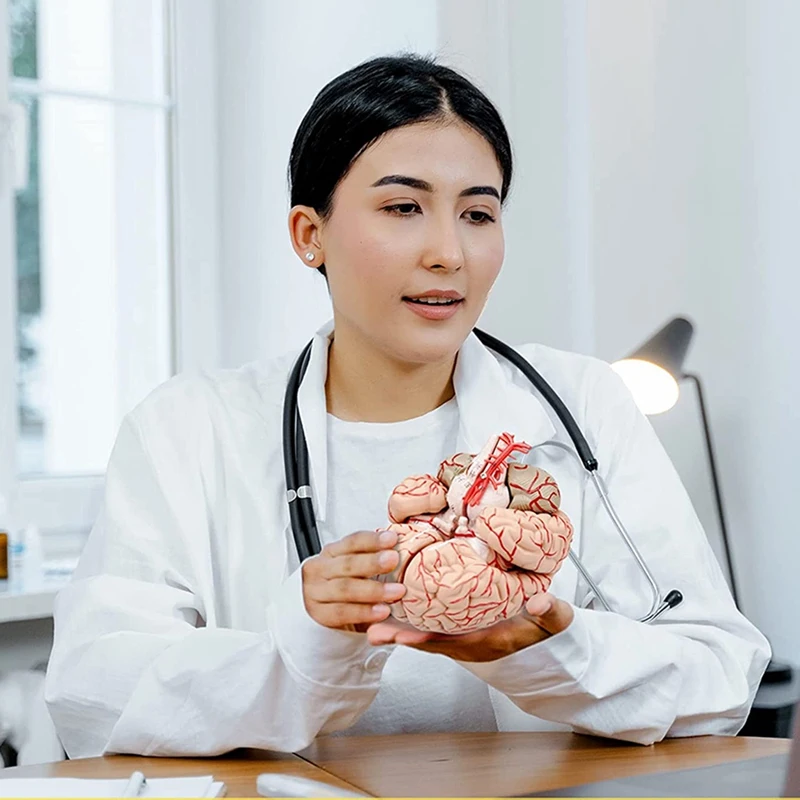 Human Brain Model,Life Size Human Brain Anatomy Model With Display Base, For Science Classroom Study & Teaching Display