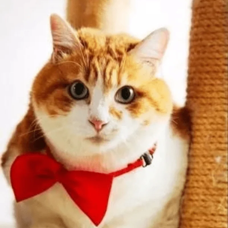 Stylish & Adjustable Pet Bowtie Collar: Make Your Dog Or Cat Look Fabulous! view 4