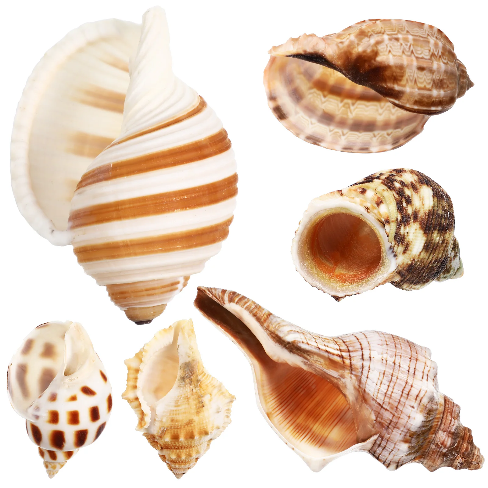 

6 Pcs Natural Sea Conch Shells for Hermit Crab Habitat Unpainted Aquarium Decorations Smooth No Burrs Versatile Use