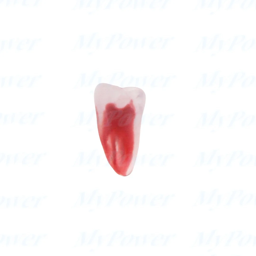 Tandheelkundige Training 3d Rct Endo Tandmodel Oefenmodel Gebogen Wortelhars Tanden