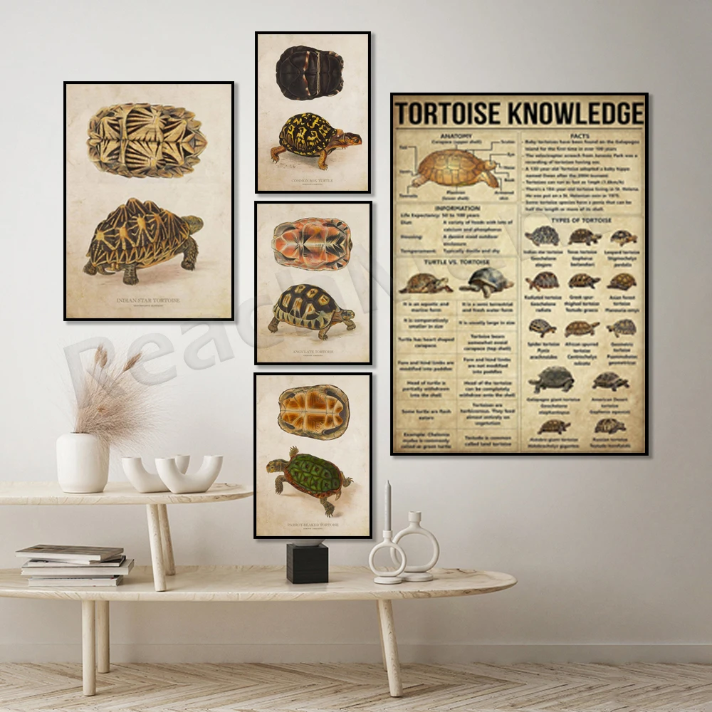 

Turtle knowledge poster, parrot beaked turtle, horned tortoise, indian star turtle print, turtle art, animal sea turtle poster