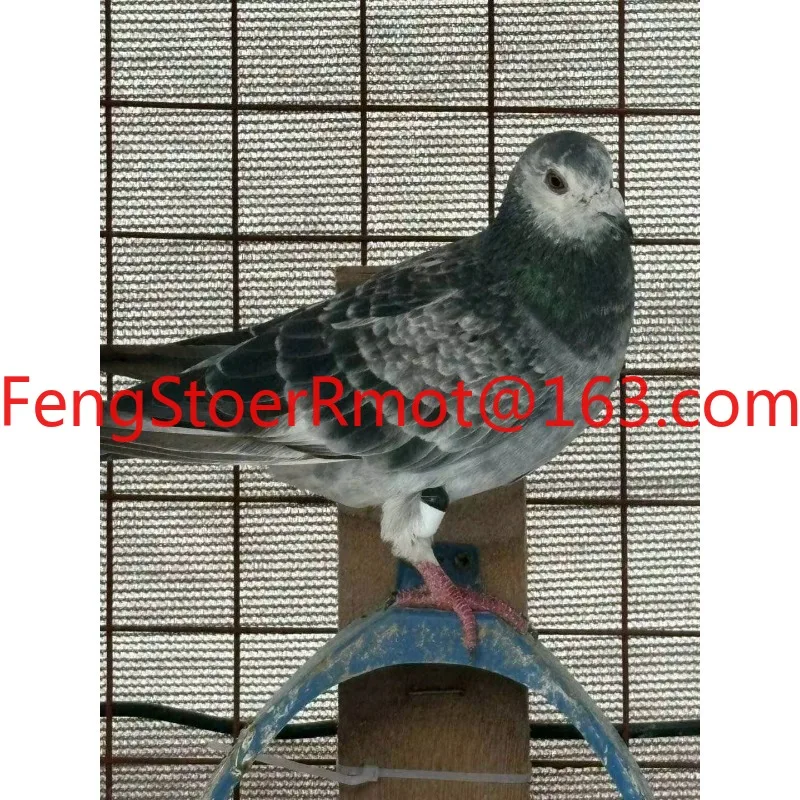 Suitable for pigeon race training GPS plastic chip loop with real-time positioning, Bluetooth/WiFi IP68 waterproof