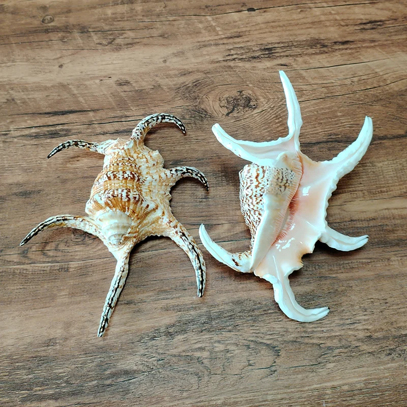 17-20CM Large Chiragra Spider Conch Natural Rugosa Arthritic Spider Conch Sea Shells Home Decorations DIY Nautical Decor Accent