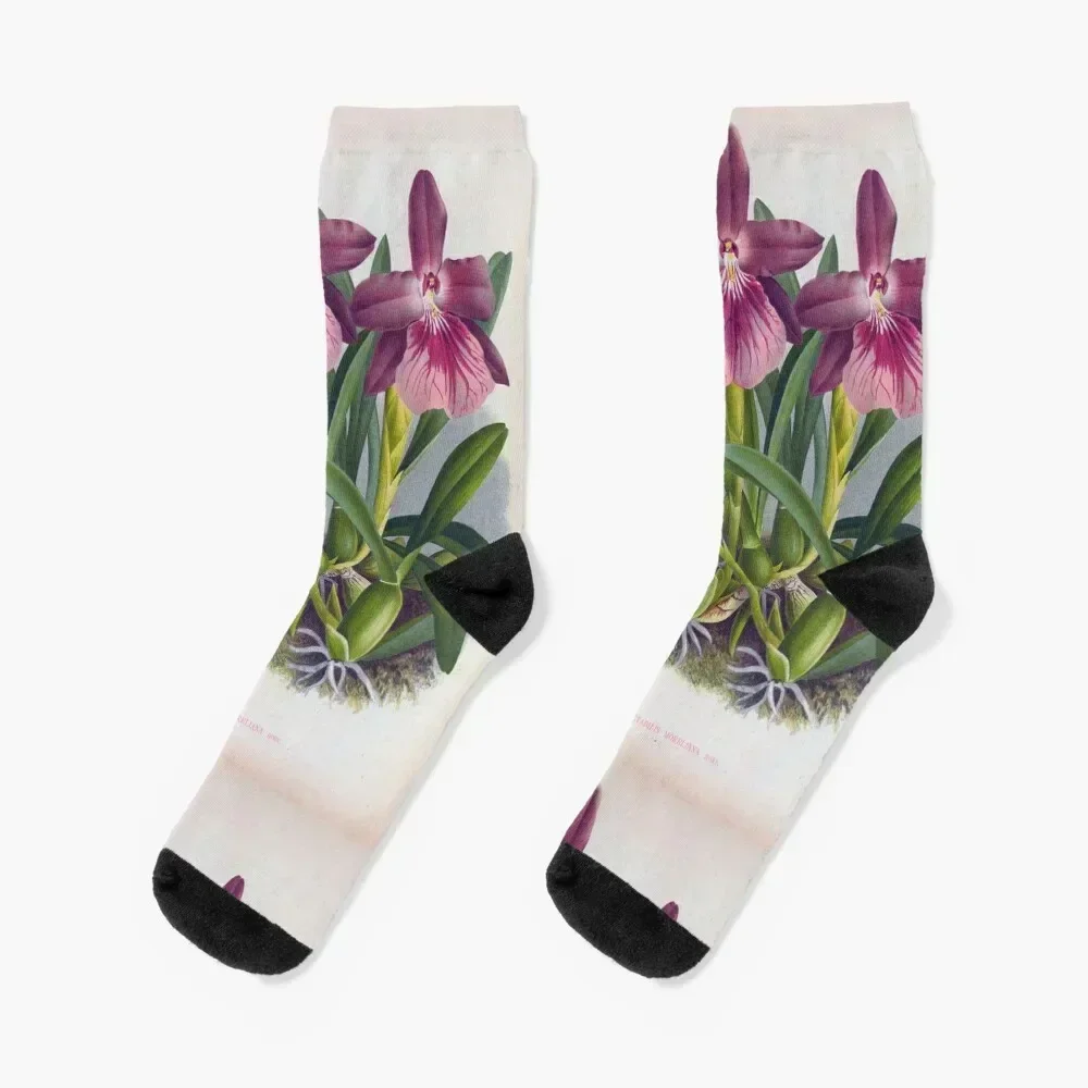 

Vintage Purple Lady Orchids Miltonia Spectabilis Moreliana Socks Climbing kids Christmas Wholesale Socks Man Women's