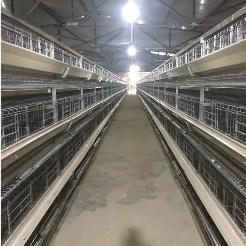 Typ Schicht-Hühnerkäfig zum Verkauf in Pakistan