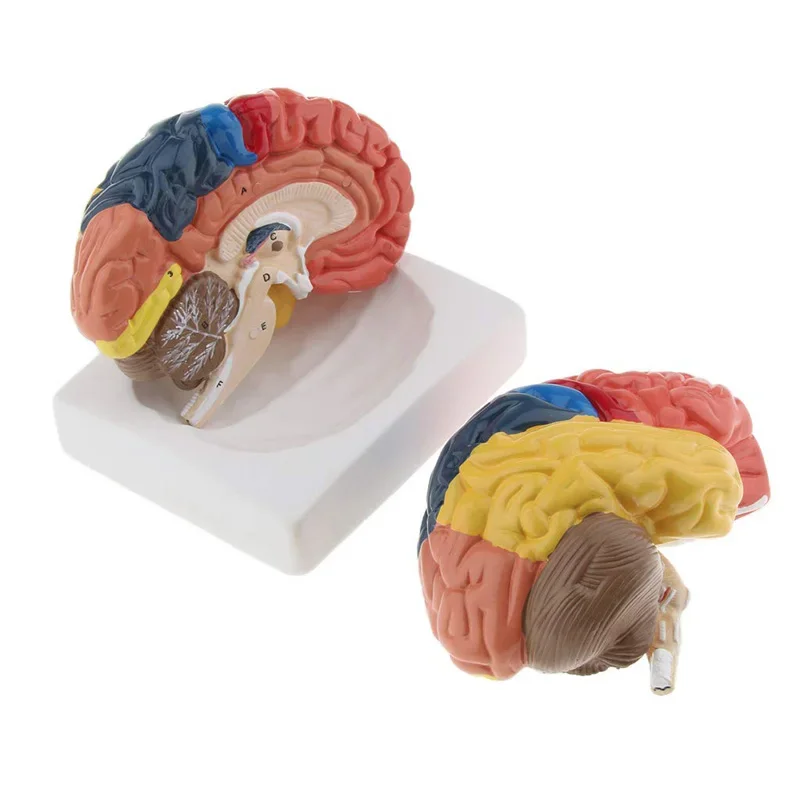 Life Size Anatomical Human Brain Model Anatomy Medical Model 1:1 Hersenen Brainstem Medische Onderwijs Lab Supplies 2 Parts