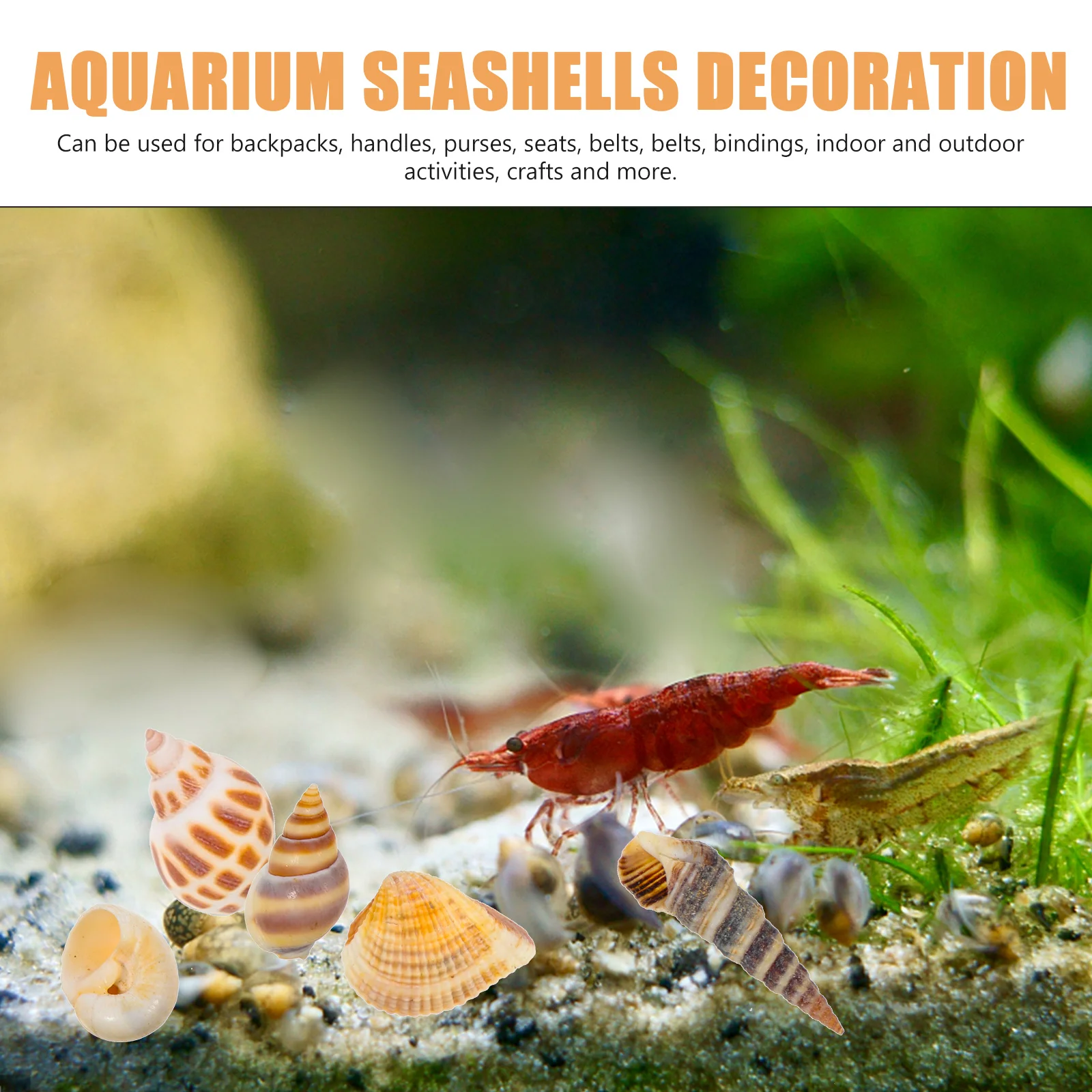 

2 Boxes Natural Shell Decor for Aquarium Fish Tank Landscaping Premium Conch Ornaments Ocean Sea Shells Adorns DIY Crafts Set