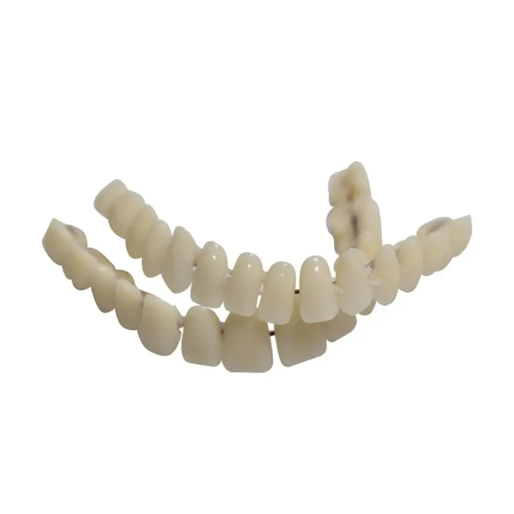 28 Pcs Resin Denture False Teeth Firm Make Your Own Dental Teeth Teaching Model Easy To Use Top and Bottom Fake Teeth