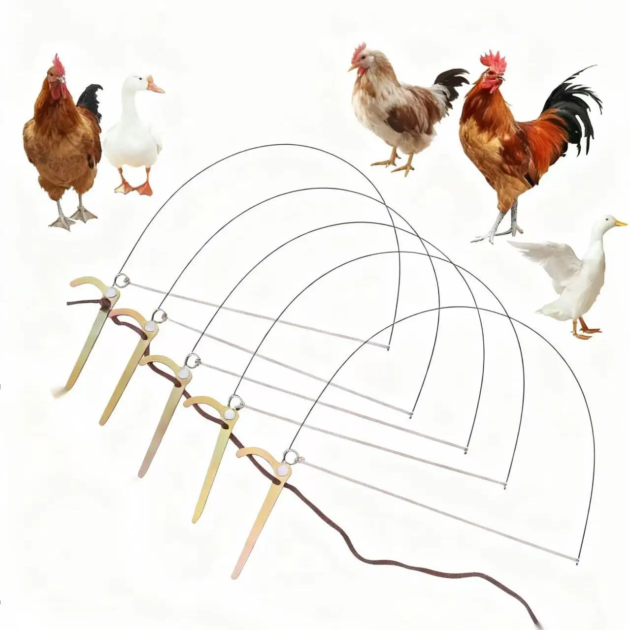 

Профессиональная ловушка для птиц: куры, фазанов, диких уток, перепелов, уток-крякв – Оборудование для обвязки лап птиц