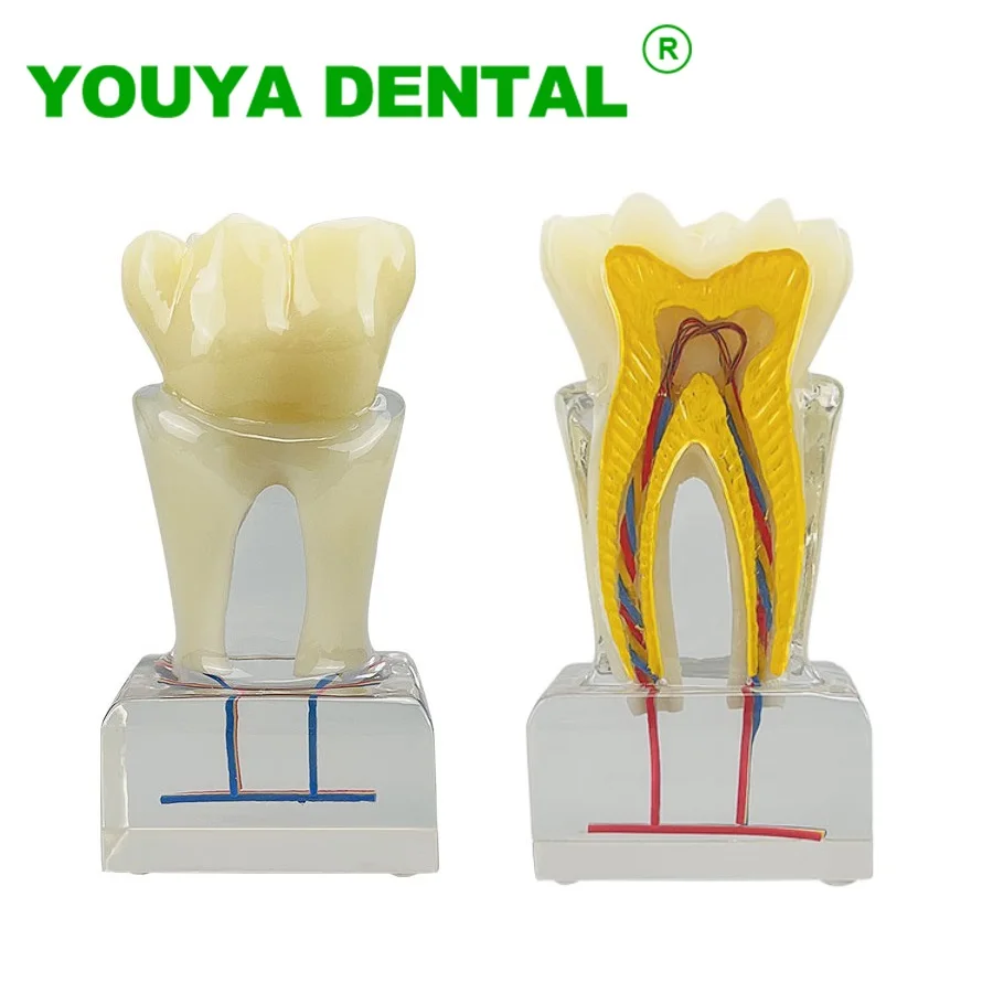 Anatomical Teeth Model Dental Teaching Study Models With Nerve Vessels Dentistry Endodontics Teeth Anatomy Demonstration Tools