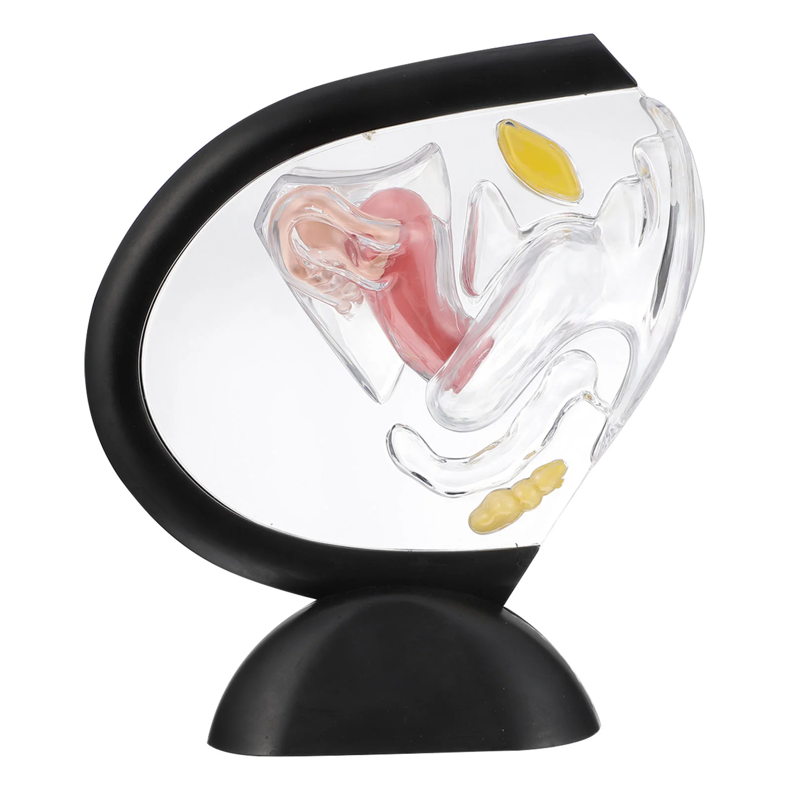 

Tool Human Body Transparent Uterus Model Nurse Models Ovary 22X22X7CM Pvc Visible Medical Wall