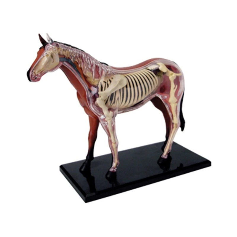 

Realistic Horse Organ Model Kid Medical Teaching Toy, Horse Anatomy Model