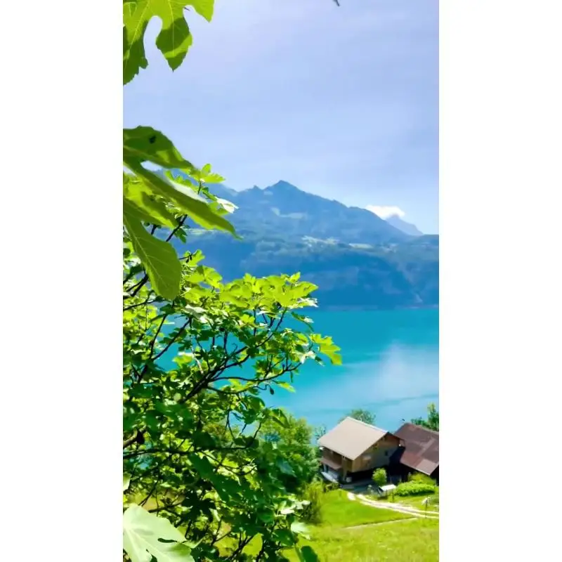 Mobile Phone Displa…