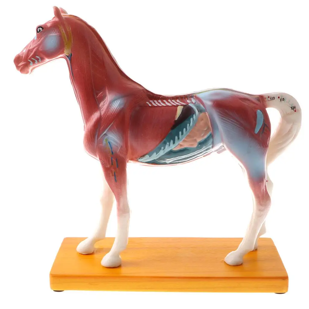 Horse Anatomy Model, 114 Acupuncture Points Highly Detailed, Lab Demonstration Models, Science Classroom Décor