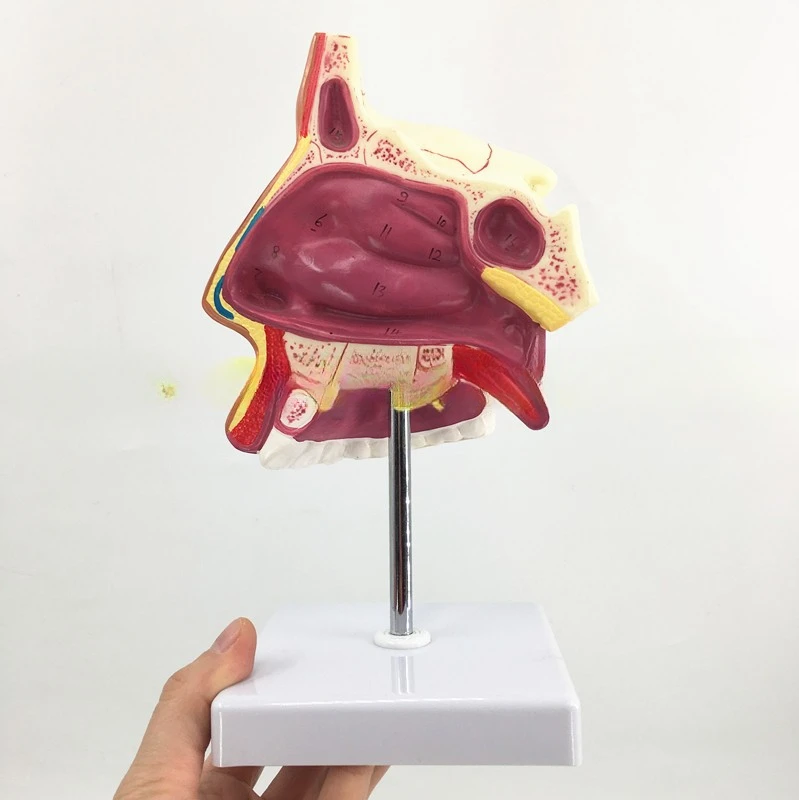 Modelo anatomia nasal humana, modelo anatomia, cavidade nasal