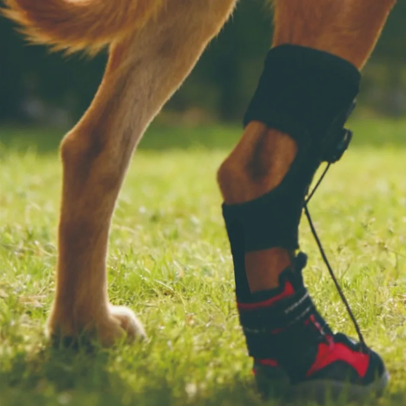Thumbnail 3 - #35 Latest Puppy Boots Updates
