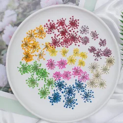 60pcs Pressed Dried 15-20mm Ammi Majus Flowers Plant Herbarium For Jewelry Postcard Invitation Card Phone Case Bookmark DIY