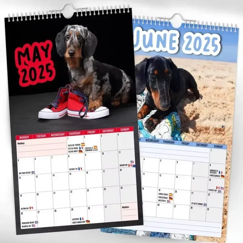 Cheeky Dachshunds - 2025 Wall Calendar Quirky Cute Wall Dachshund Calendar Daily  Weekly Monthly Planner 2025