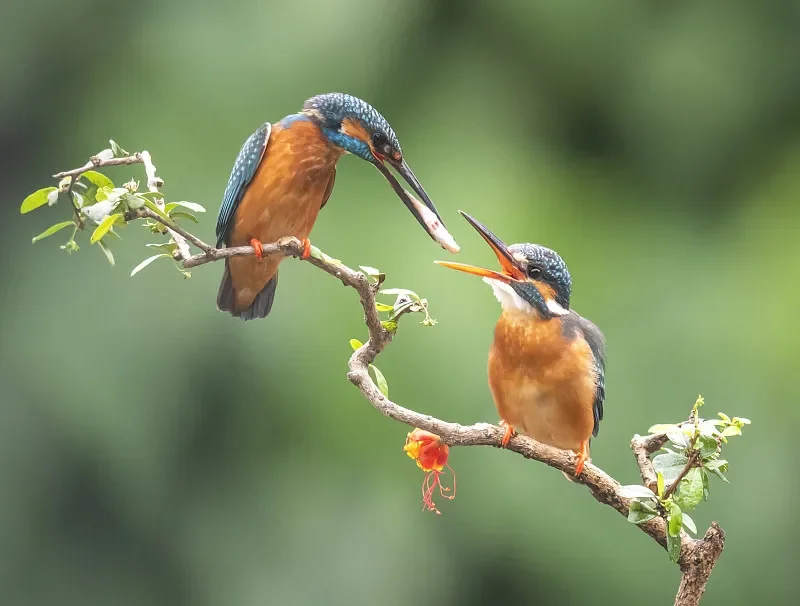 

UD1001SE V2 4WD RC Buggy - Brushless Rock Crawler, All-Terrain with ESC/Servo/Lights