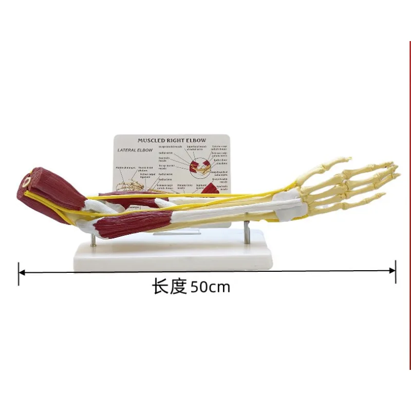 1:1 มนุษย์ขวาข้อศอกผู้ใหญ่แขน Upper Limb กล้ามเนื้อกระดูกมือกายวิภาควิทยาศาสตร์การแพทย์โรงเรียนอุปกรณ์การสอน Anatomy Skeleton