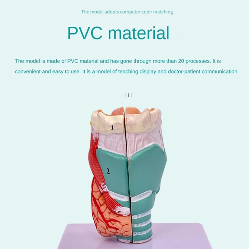 Human Throat Model, Anatomically Accurate Throat Model, Anatomy Classroom Learning Display Teaching -Model