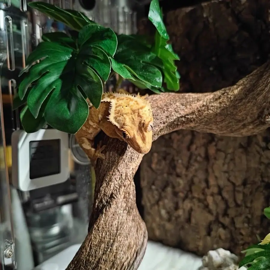 Natural Reptile Climbing Vine 3