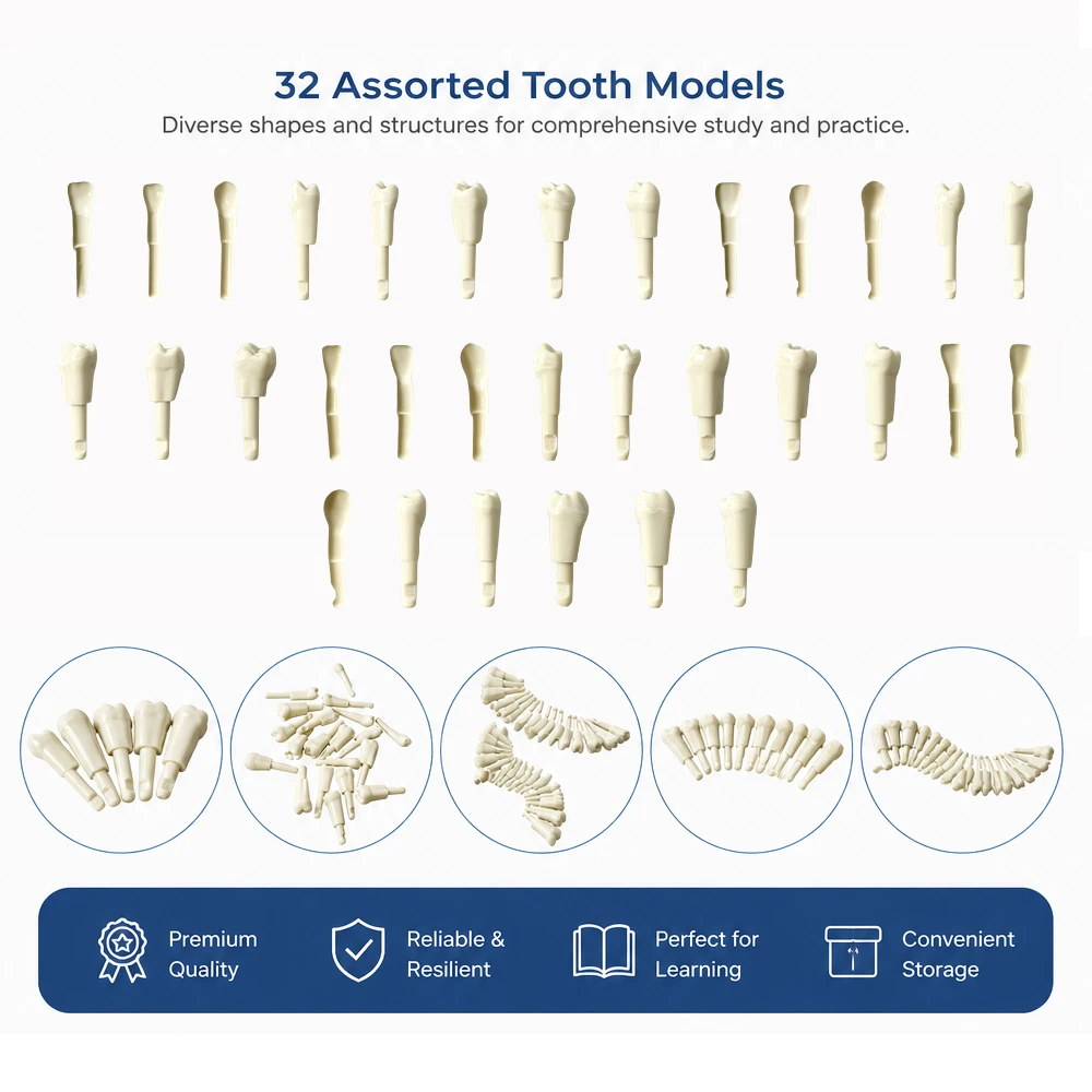 10PCS Dental Tooth Model fit for Basic Model Teeth Retention Mechanism Replacement Teeth Model Study Teaching Demonstration