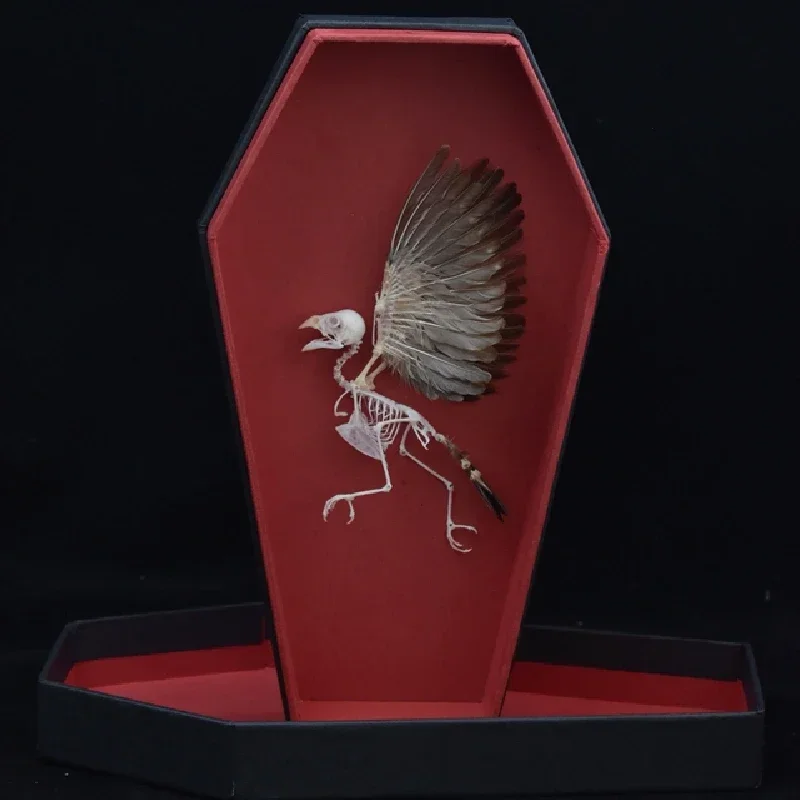 

2009 Miniature Coffin Bird Skeleton Gothic Altar Resin Decor Memento Mori Curio Cabinet Mystical Relic Artisan Crafted Display