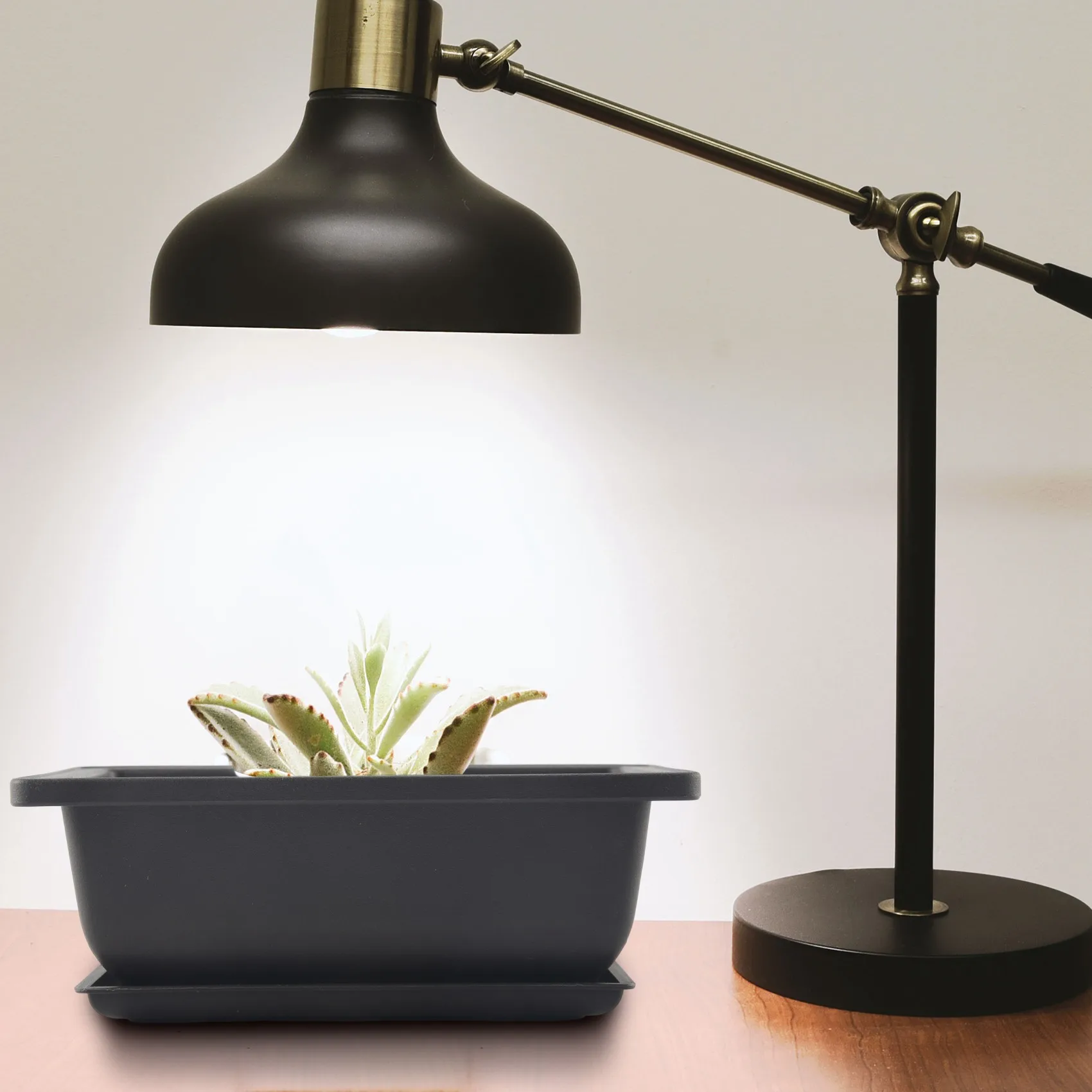 식물, 꽃, 허브, 플라스틱 사각 화분, 내장 메쉬가 있는 클래식 딥 습식 트레이, 6 개 분재 화분