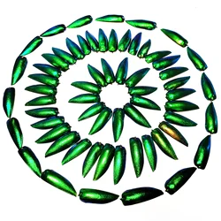 50 Pieces Jewel Beetle Elytra Emerald Green Real Elytron Wings Natural Insect Coleoptera Handmade Necklace Set DIY Earrings