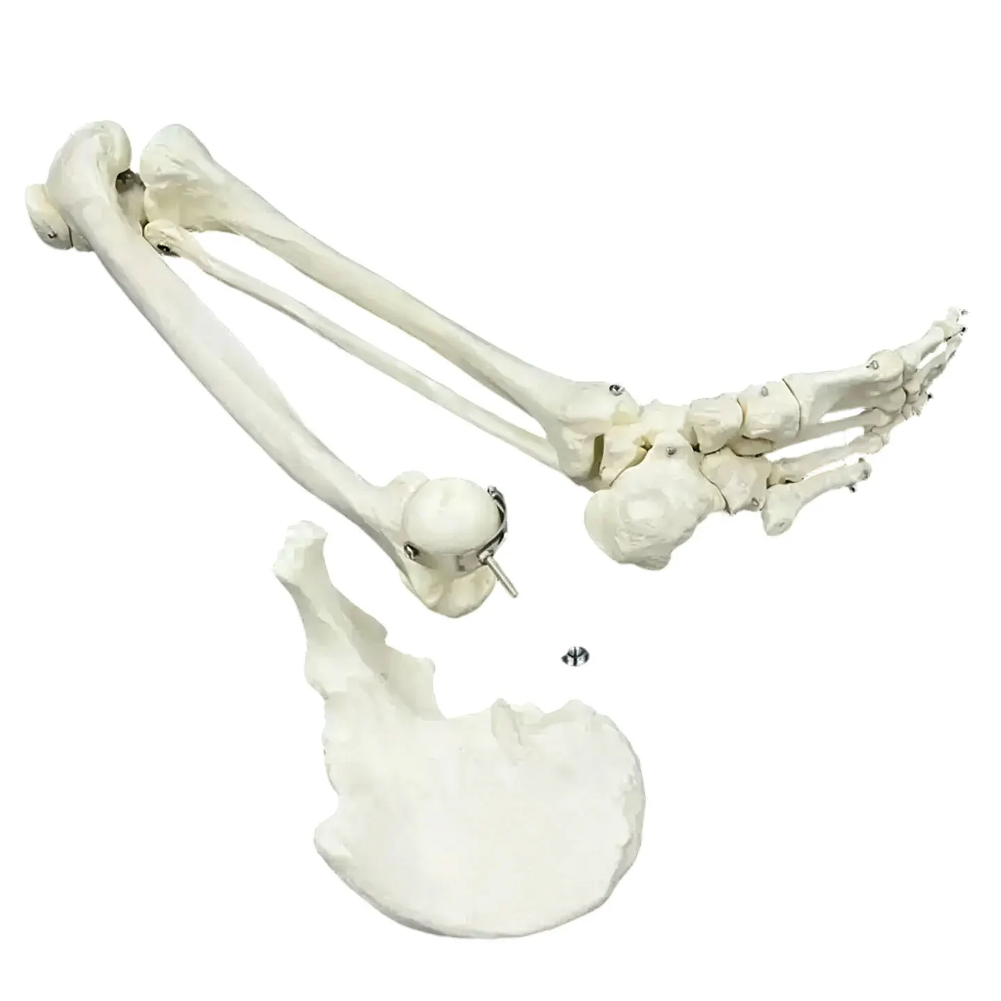 Adult Size Lower Limb Model Skeleton Anatomy Leg Bone with Hip Femur Foot Medical Teaching Tool