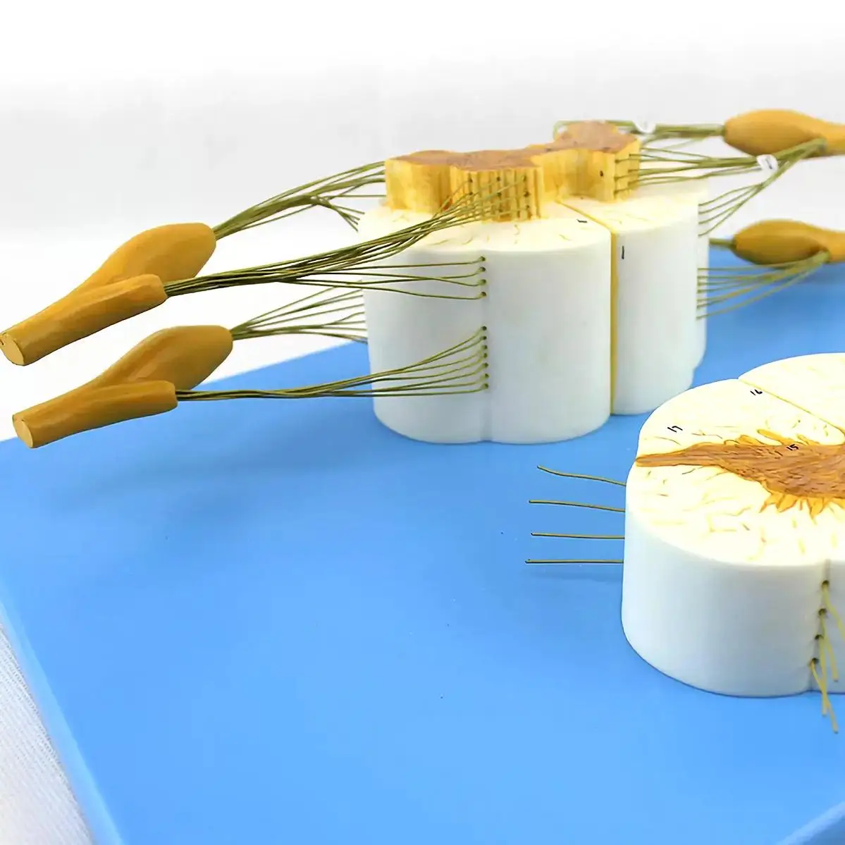 2 Parts Human Spinal Nerve Cross-section Of The Spinal Cord Model Medical School