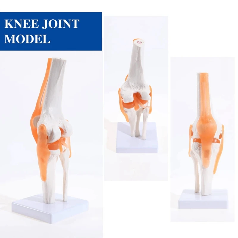 Anatomical Knee Joint With Ligaments Model, Human 1:1 Life Size, For Science Classroom Study, Display Teaching