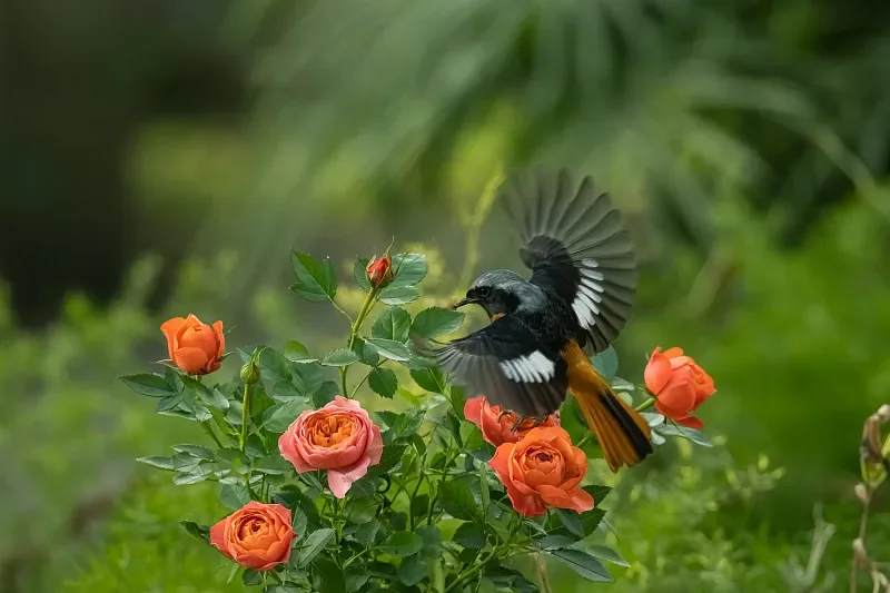 BETAFPV Air65 II 65mm 1S Brushless Whoop Frame Kit - para Micro FPV Racing Drone