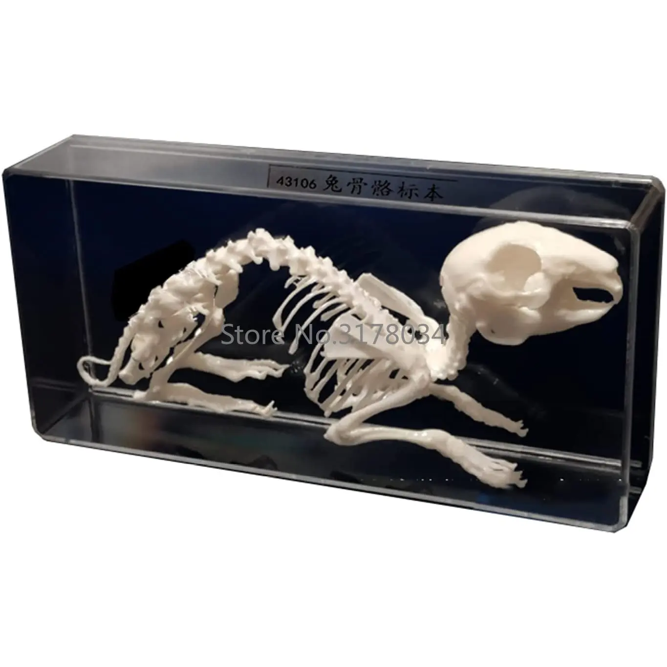 Rabbit Bone Specimen Real Bone Splicing Model Rabbit Skeleton Taxidermy Supplies Art Bone Vet Medicine 1:1