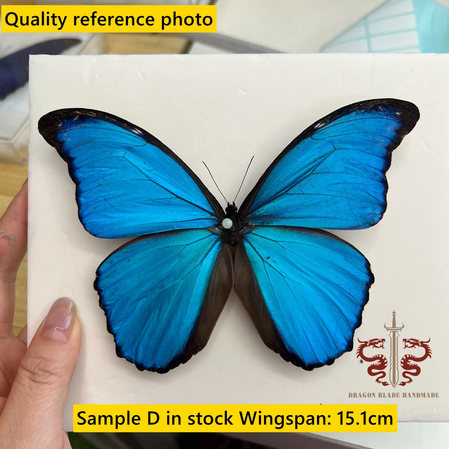 Butterfly specimen Morpho menelaus, 1pc wings spread A1 high quality, Decorative Display Collection Gifts