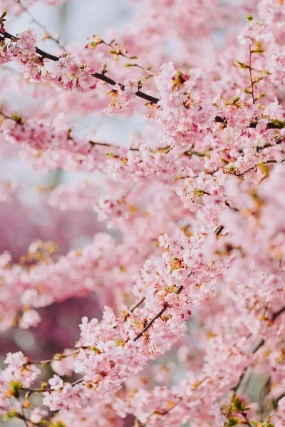 

Запасные части для радиоуправляемых машинок WLTtoys 124008 124010: Тяга рулевого управления 124008-2705