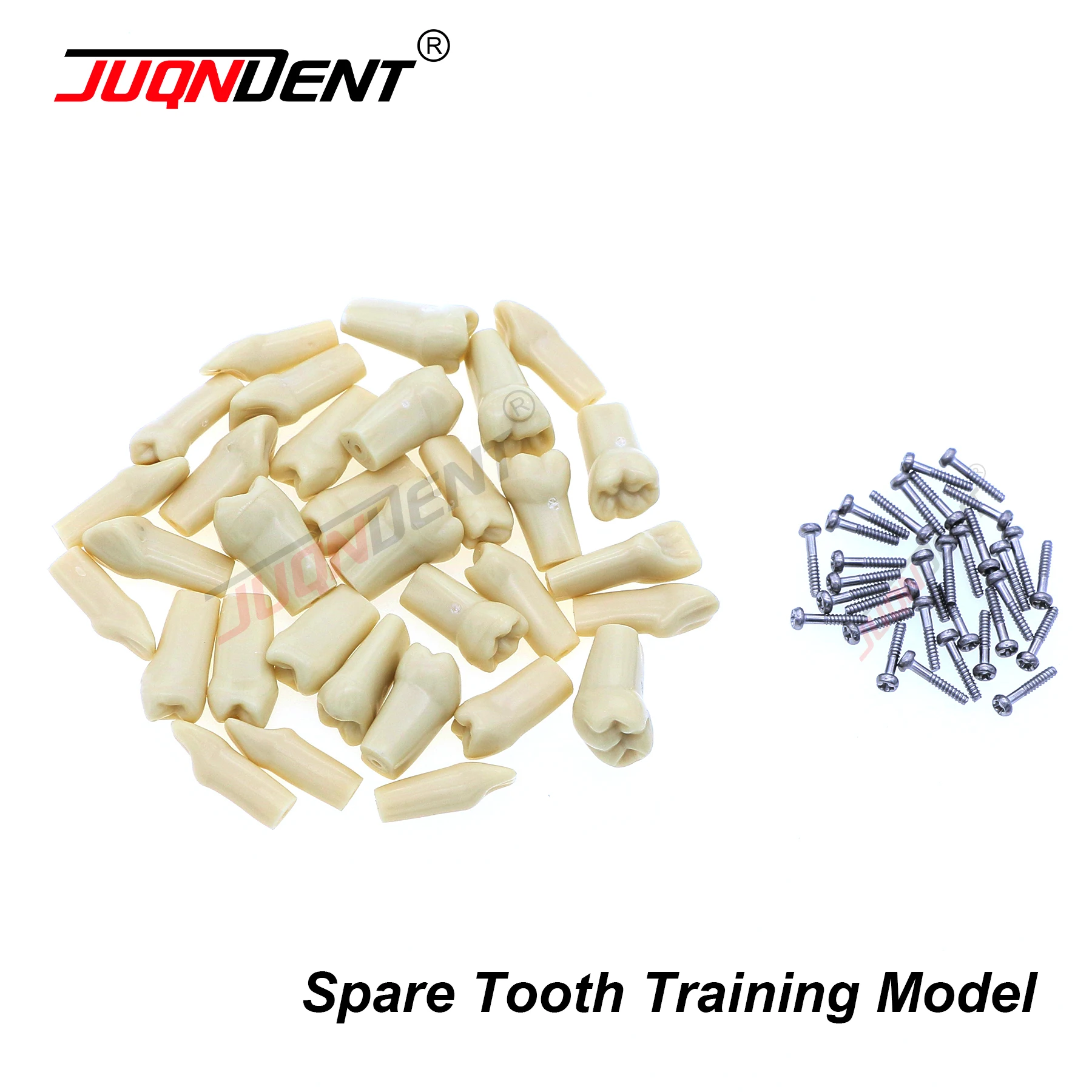 Teeth Dental Model For Training Compatible NISSIN 500 Type Spare Teeth Dental Practice and Teaching Replace M8024