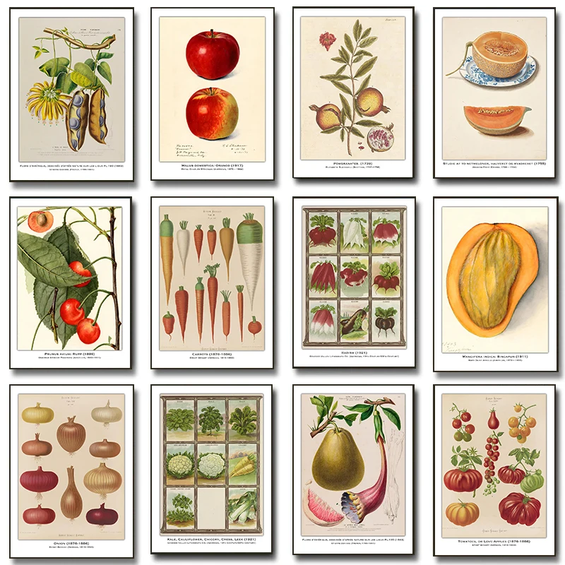 Vintage Vegetables Fruits Botanical Study Illustration Poster Cabbage Radish Prints Canvas Painting Wall Picture Home Room Decor