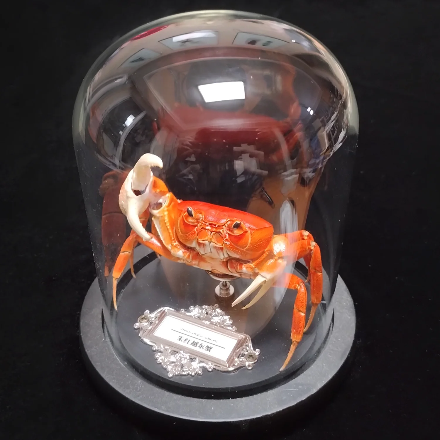 

Red Pirate Crab Specimen Authentic Vietorintalia Rubrum Taxidermy Unique Collectors Home Decor Ideal Gift for Nature Lovers