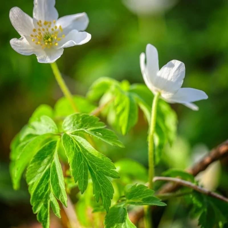 

MR105RS Подшипник ABEC 5X10X4 мм Миниатюрные шарикоподшипники MR105-2RS Синие герметичные MR105 2RS Высокое качество